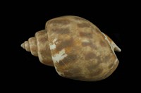 藏品(象牙鳳螺)的圖片